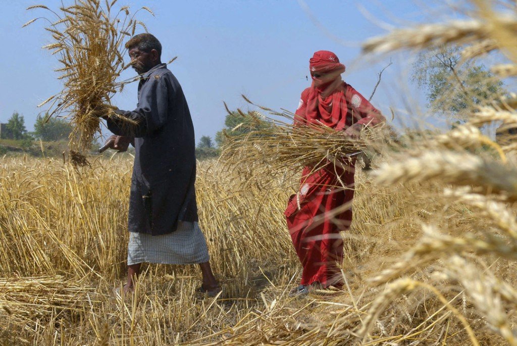 Wheat Crop and the State of Farmers in Punjab, Pakistan in 2025 – A Critical Analysis of Government Negligence